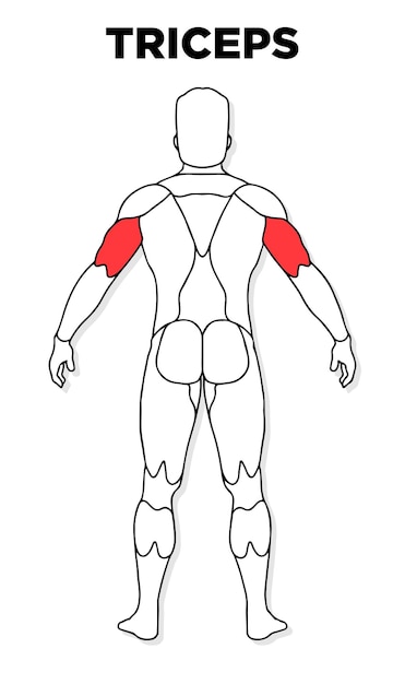 Vetor de modelo de anatomia masculina de músculo tríceps humano perfeito para medicina de saúde de ilustração de ginásio