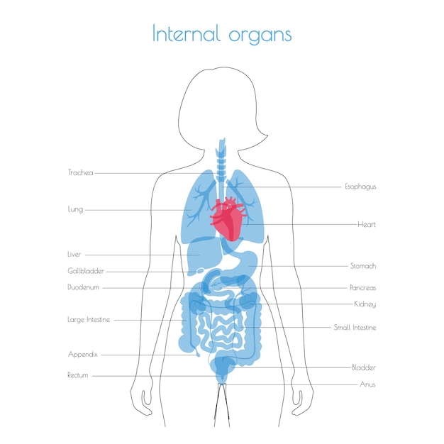 Vetor de órgãos internos humanos