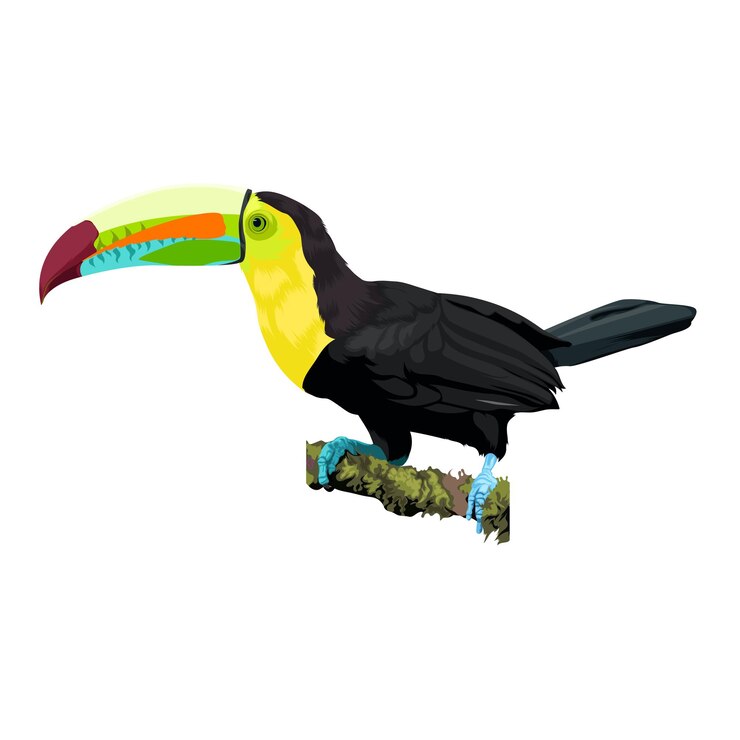 Vetor vetor de pássaro tucano de bico de quilha