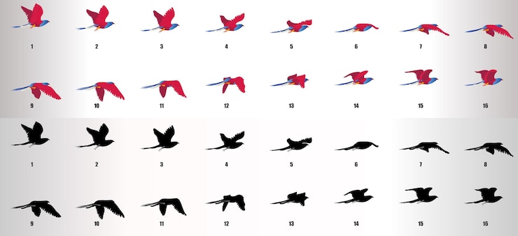 Vetor de sequência de animação do ciclo Bird Flying