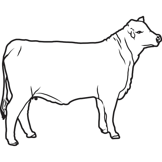 Vetor de vaca brangus desenhado à mão esboçado à mão