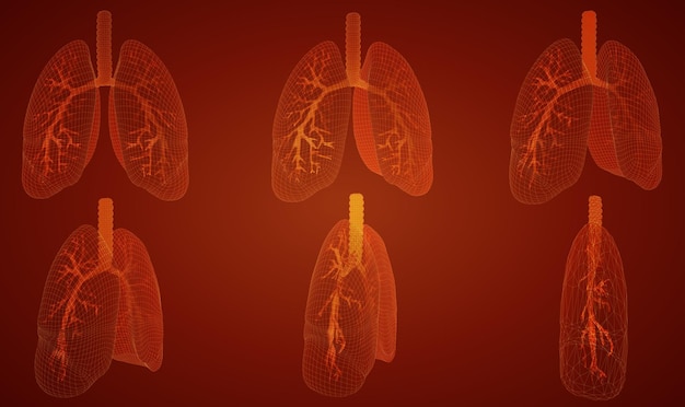 Vetor definido pulmões e brônquios 3d na cor de fundo elemento para design médico