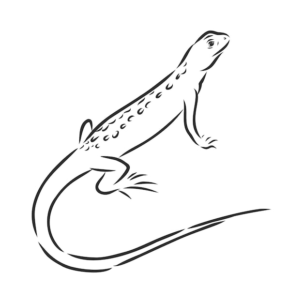 Vetor desenhado à mão doodle esboço lagarto lagarto isolado no fundo branco