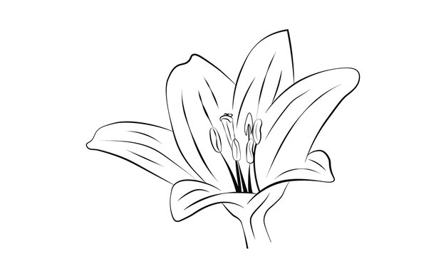 Vetor vetor grátis lindo desenho de mão e esboço de flor decorativa