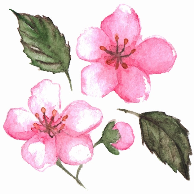 Vetor isolado de flor de sakura cereja rosa aquarela