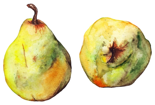Vetor isolado de frutas maduras de pera verde amarela aquarela