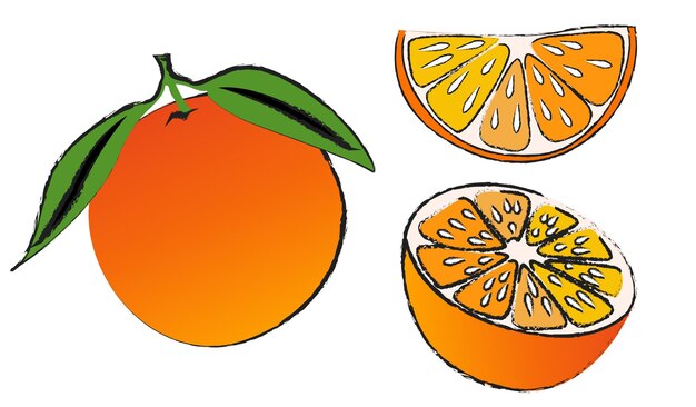 Vetor vetor isolado laranja em fundo branco, vetor de arte de linha de frutas isolado
