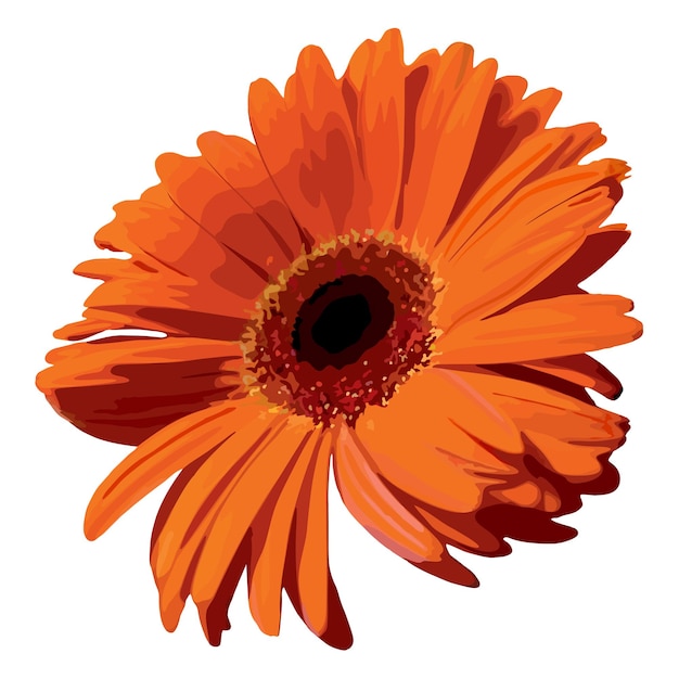 Vetor vetor isolado realista de planta de flor de flor de gerbera laranja