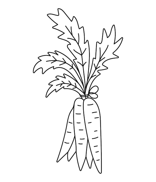 Vetor preto e branco bando de ícone de cenoura ilustração de contorno de vegetais de raiz saudável ou página para colorir clip art de comida planta bonita isolada em fundo brancoxa