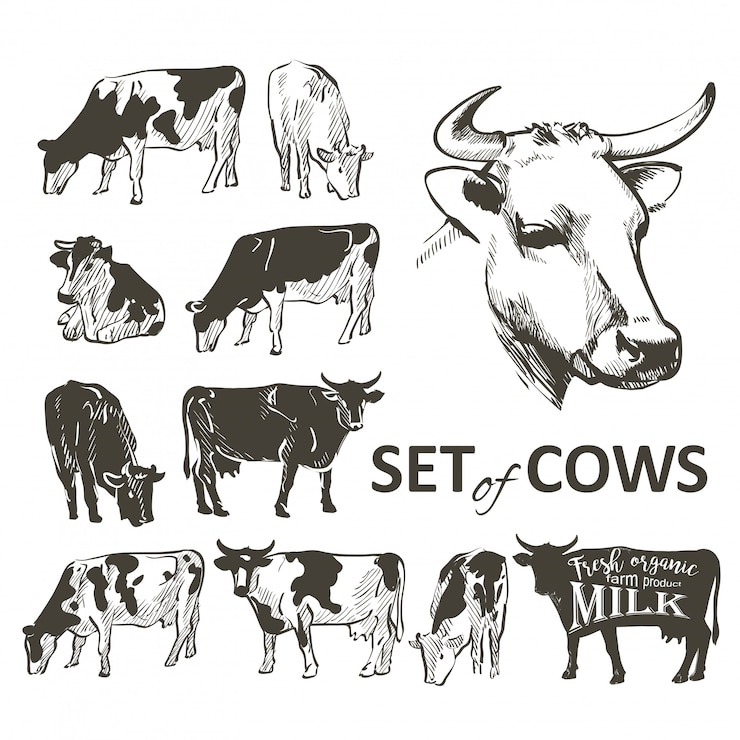 Vetor vetorial, jogo, de, vacas