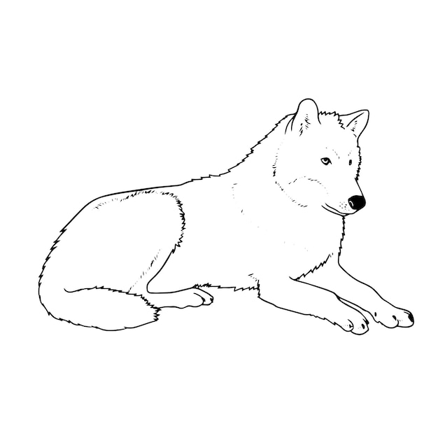 Vetorial mão desenhada ilustração de contorno de lobo deitado