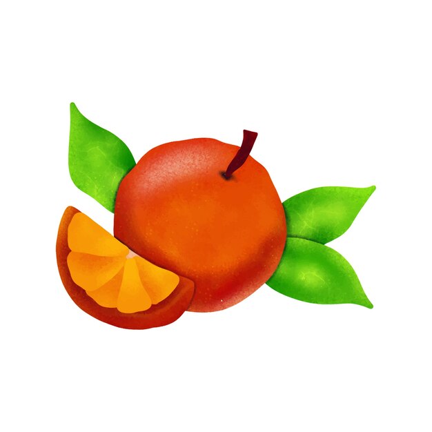 Vetor vetorial mão desenhada pintura em aquarela sobre fundo branco. ilustração de fruta laranja