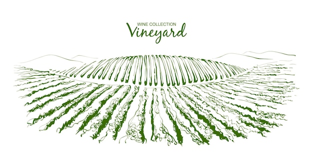 Vetor vetorial paisagem de colinas de plantação de videiras desenho de fileiras de vinhas com ilustração de esboço de linha de manchas de vinho