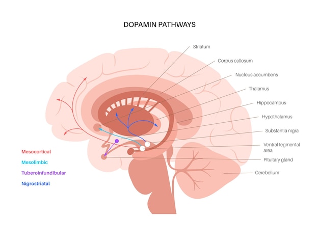 Via da dopamina no cérebro humano. Neurotransmissor da monoamina. Ilustração vetorial de controle de motor
