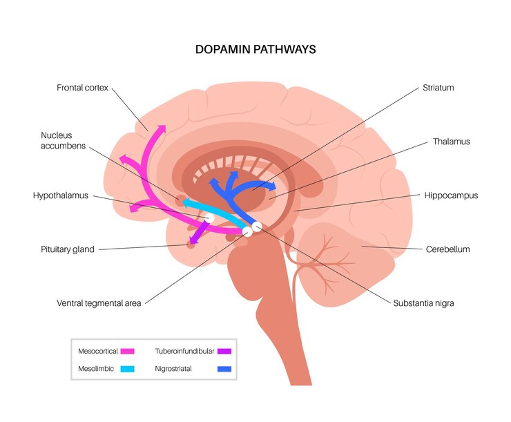 Vetor via da dopamina no cérebro humano. neurotransmissor da monoamina. ilustração vetorial de controle de motor