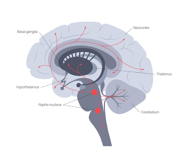 Vetor via da serotonina no cérebro humano. neurotransmissor da monoamina. modulando o vetor plana de humor.