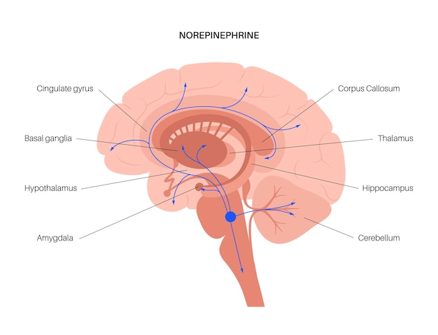 Via dos hormônios noradrenalina no cérebro humano. Neurotransmissor noradrenalina ou noradrenalina