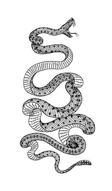 Víbora crotalina cobra ou víboras reptilia venenosa ilustração gravada desenhada à mão antiga