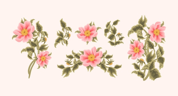 Vintage feminino desenhado à mão jardim pêssego rosa canina flor para coleção de elementos de clipart de beleza