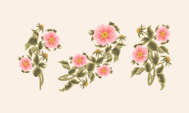 Vintage Feminino Desenho à Mão Jardim Pêssego Rosa Canina Flor Clipart Coleção para Elementos de Beleza