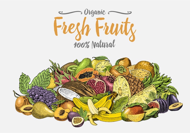 Vintage, mão desenhada fundo de frutas frescas, plantas de verão, vegetarianos e cítricos orgânicos e outros, gravados. abacaxi, limão, mamão, pitaya, maracuya e banana.