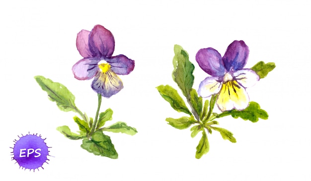 Violetas pintadas em aquarela