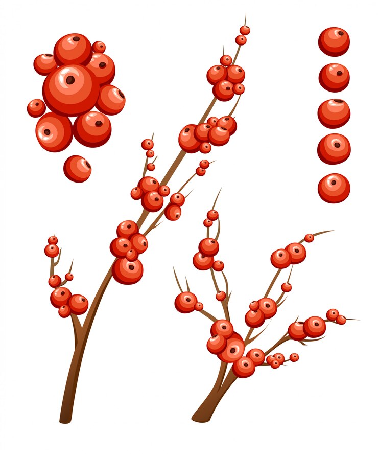 Vetor visco decorativo. ramos com bagas vermelhas. enfeite de natal sem folhas. ilustração em fundo branco