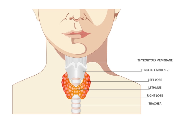 Vetor vista frontal da glândula tireóide e traquéia em um fundo branco ícone de anatomia de órgãos do corpo humano