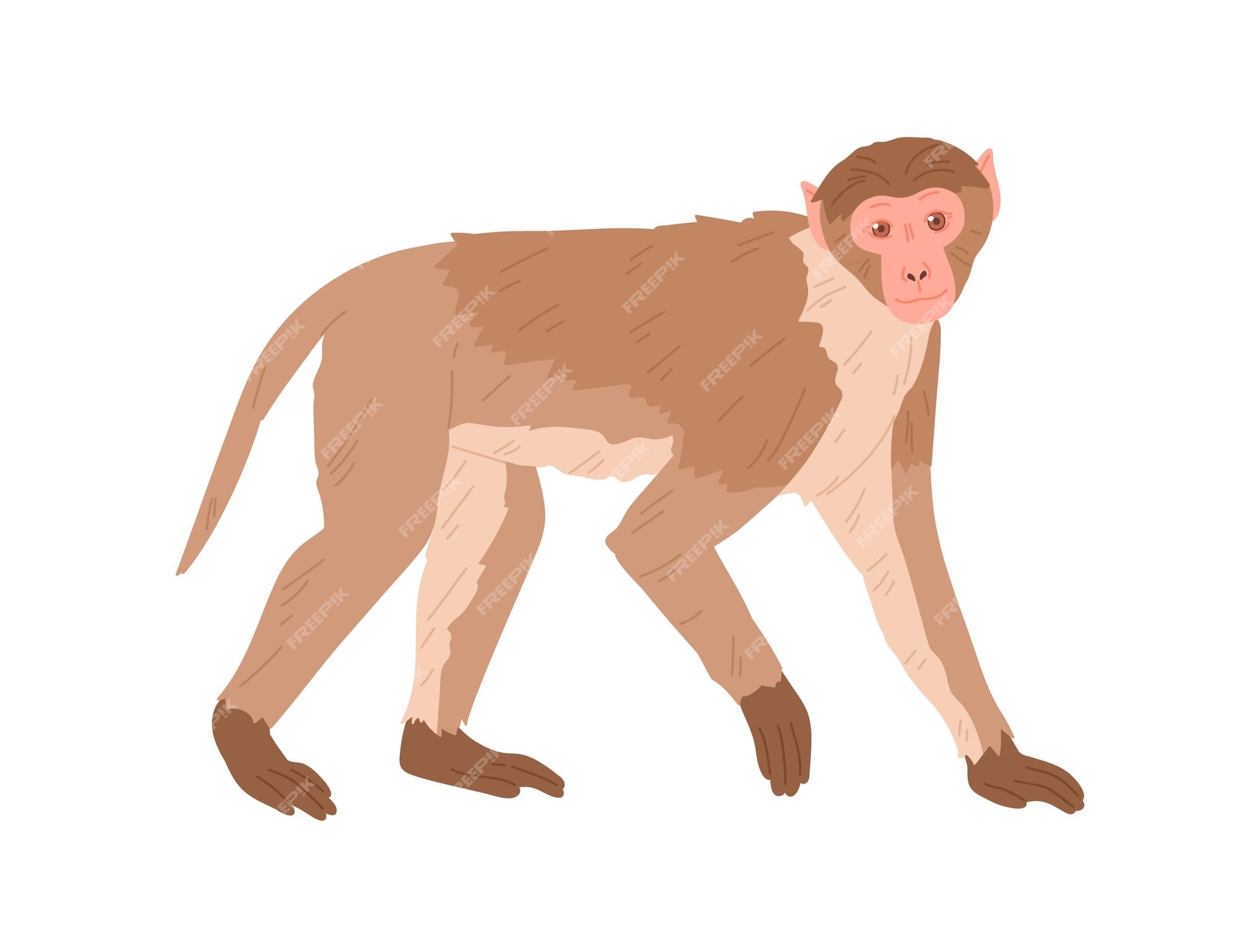 Baixe Adorável macaco de desenho animado com pele colorida e