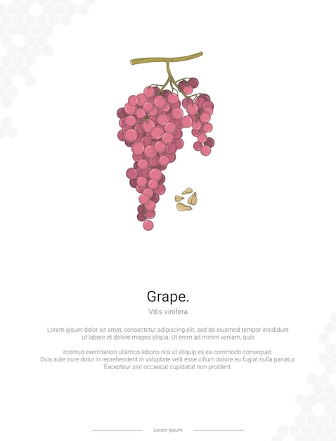 Vetor vitis vinifera ilustração ideias de decoração de parede ou cartaz