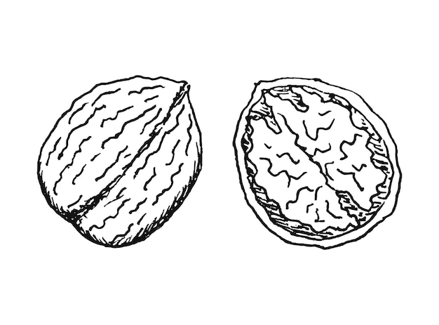 Vetor walnut line art ilustração vetorial desenhada à mão isolada no fundo branco