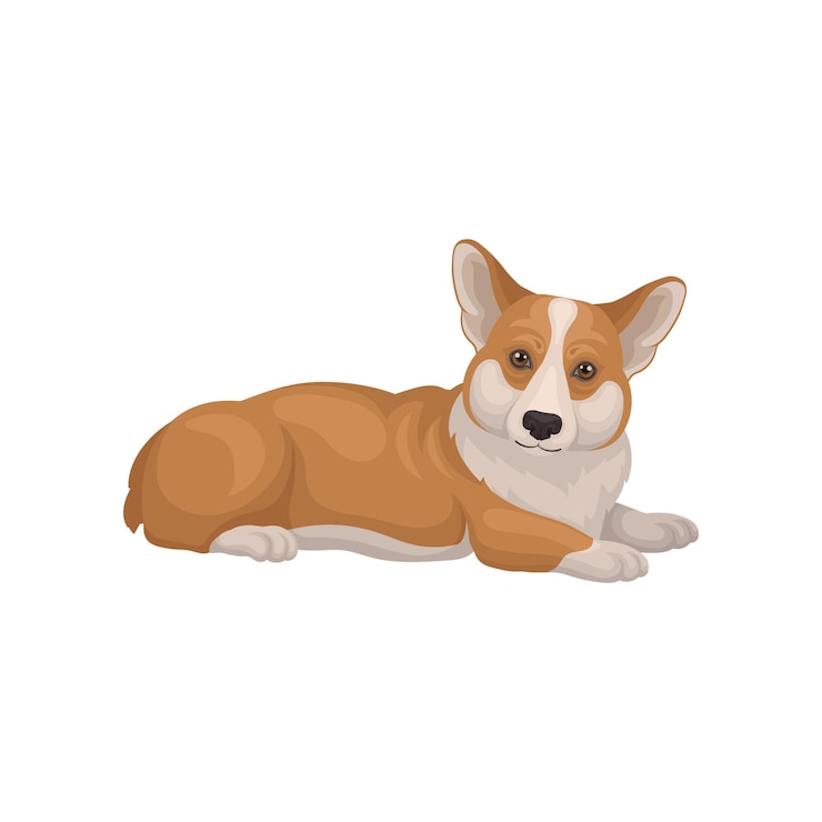 Vetor welsh corgi deitado no chão e olhando atentamente de lado cute animal de estimação de casa cão com casaco vermelho e pernas curtas animal doméstico ilustração vetorial detalhada em estilo plano isolado em fundo branco