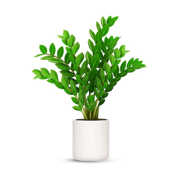 Zamioculas planta Flor em pote Folha verde Decoração de jardim Interior da casa Árvore botânica Folhagem interna Erva exótica em vaso Elemento fresco Isolado em fundo branco Ilustração vetorial