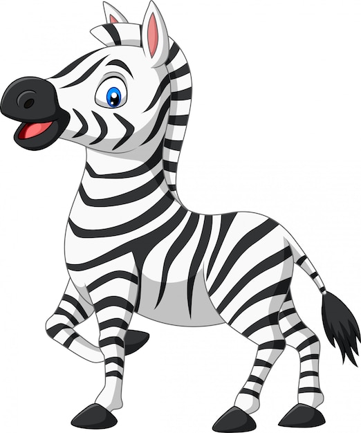 Vetor zebra de bebê fofo posando isolado no fundo branco