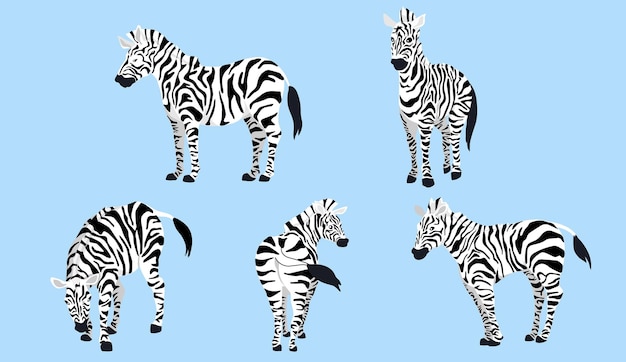 Zebra em ilustração vetorial de 5 ações