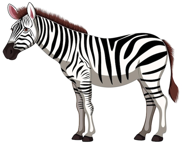 Vetor zebra preta e branca