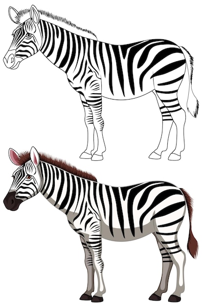 Vetor zebra preto e branco