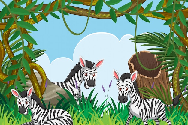 Zebras bonitos na cena da selva