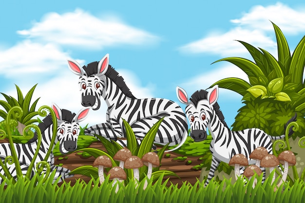 Zebras na cena da selva