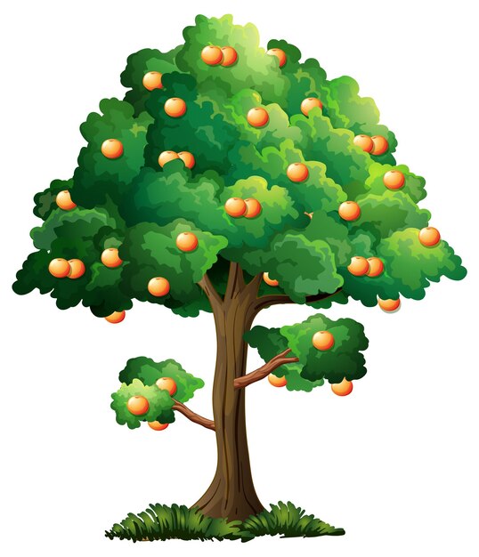 Albero da frutto arancione in stile cartone animato isolato su sfondo bianco