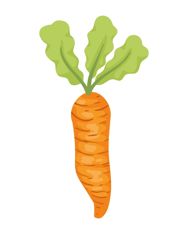 Vettore gratuito alimento sano di verdure fresche di carota