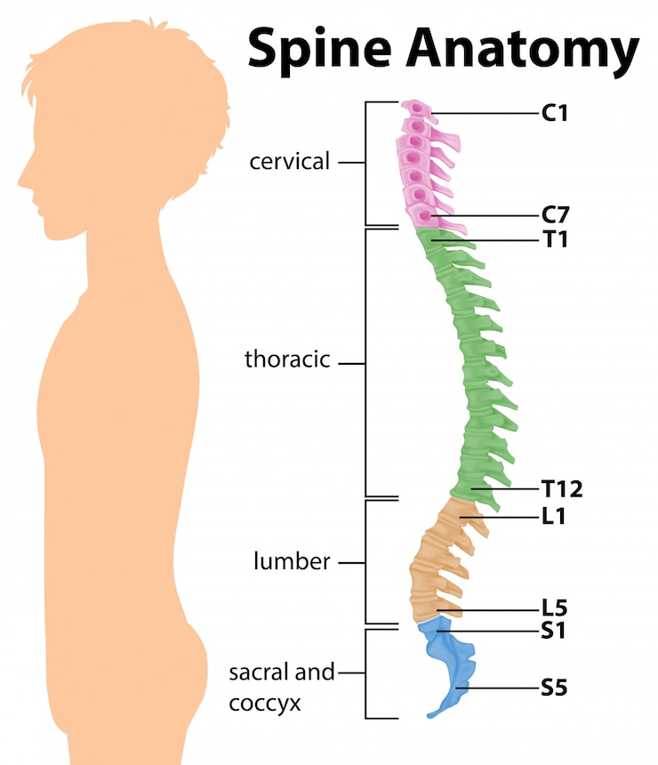 Vettore gratuito anatomia della colonna vertebrale o curve spinali ed infografico