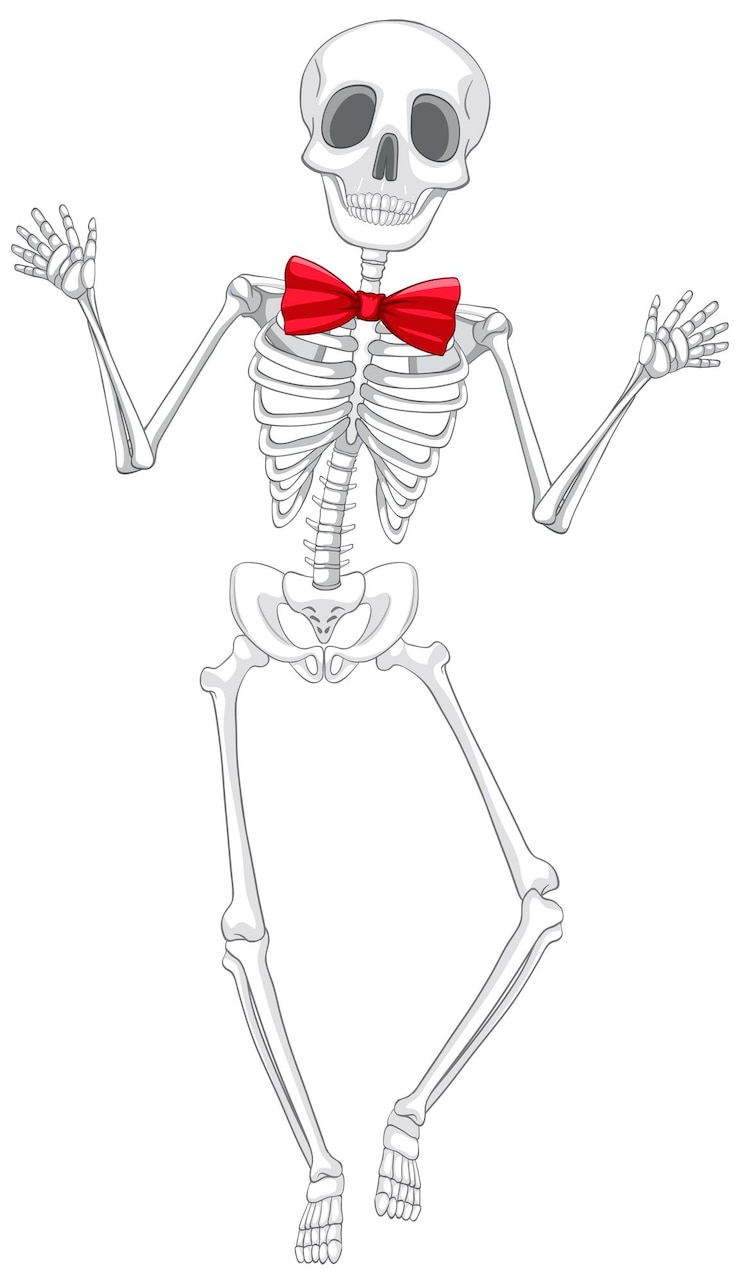 Vettore gratuito anatomia dello scheletro umano isolato