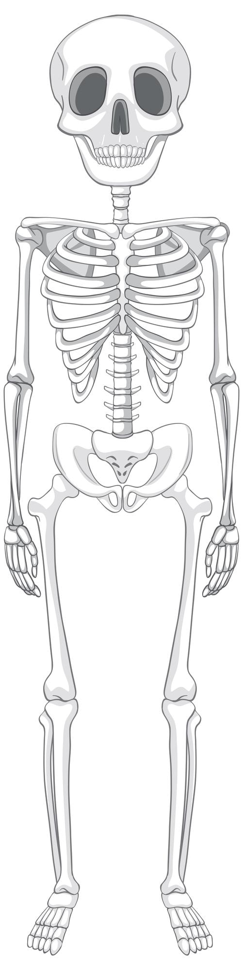 Vettore gratuito anatomia dello scheletro umano isolato