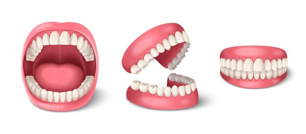 Anatomia dentale dei denti umani impostata con mascelle realistiche illustrazione vettoriale isolata