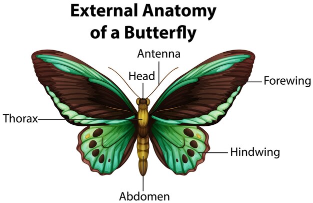 Anatomia esterna di una farfalla su sfondo bianco