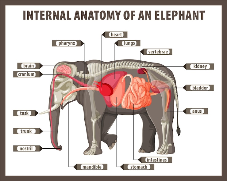 Vettore gratuito anatomia interna di un elefante
