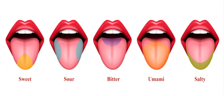 Vettore gratuito aree di gusto della lingua illustrazione realistica con cinque sezioni base di gustazione esattamente dolce amaro salato e umami