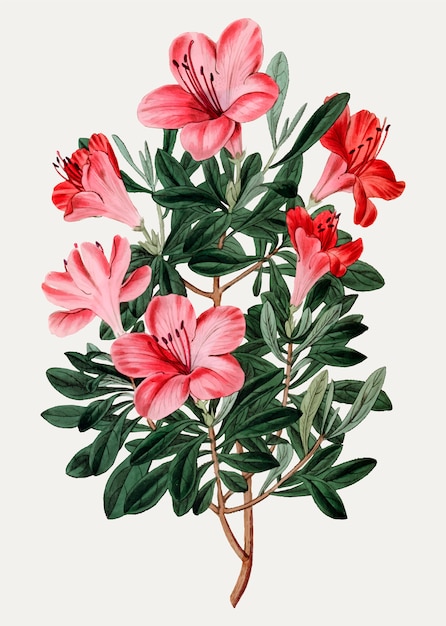 Azalea cinese rossa