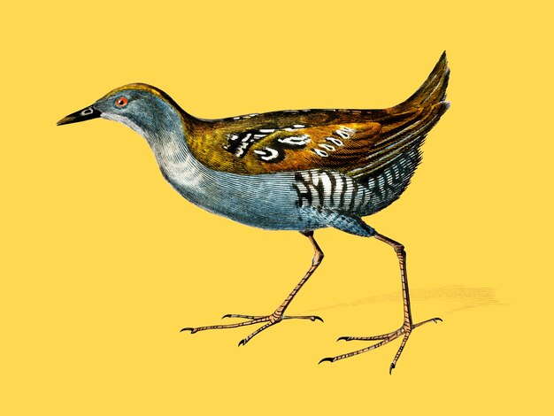 Baillons crake (Porzana pusilla)